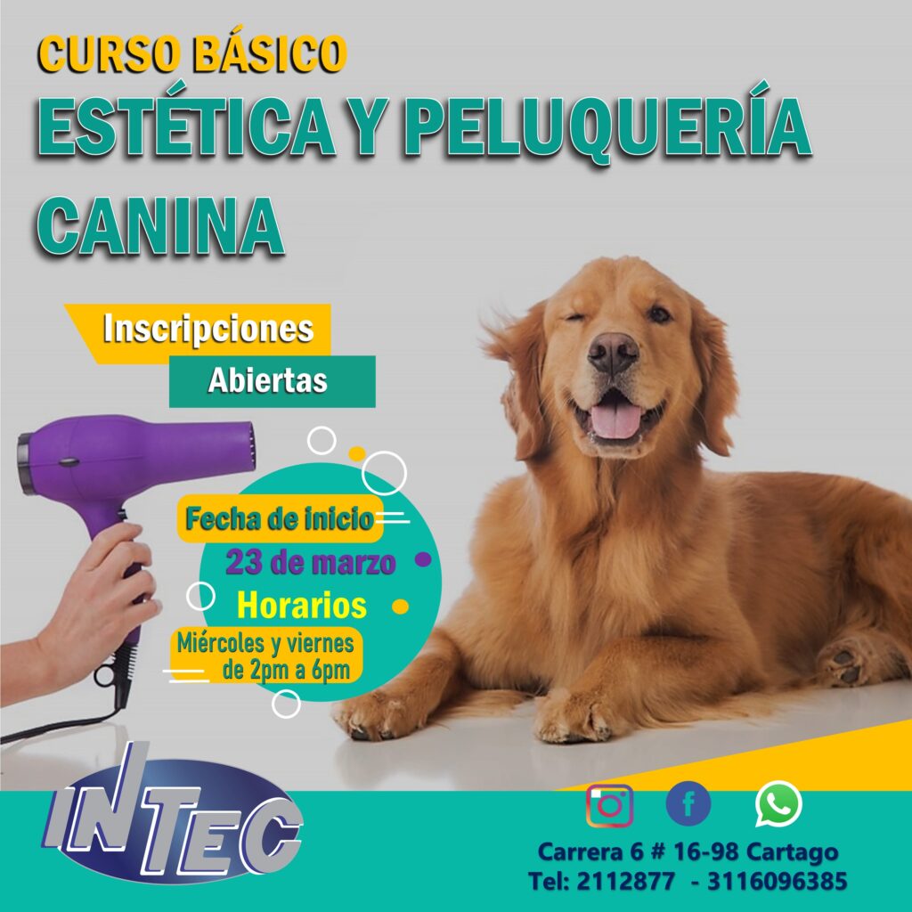 Curso Básico de Peluquería Canina – Instituto Técnico Colombiano – INTEC